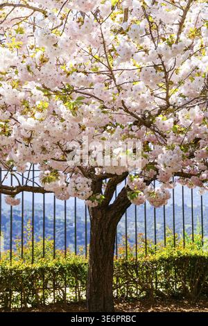 Ronda, malaga, espagne arbre en fleurs de cerisier éclatant de fleurs roses douces en pleine gloire printanière Banque D'Images