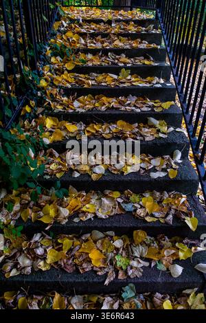 Vue d'automne d'escaliers en béton recouverts de feuilles jaunes tombées Banque D'Images
