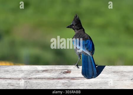 jay de Steller (Cyanocitta stelleri) perché dans une forêt de conifères sur Grouse Mountain, North Vancouver, Colombie-Britannique, Canada. Banque D'Images