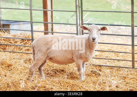 Portrait, paille et moutons en enclos pour l'agriculture, l'industrie de la laine et l'élevage durable. Mammifère extérieur, foin et domestique pour le bétail Banque D'Images