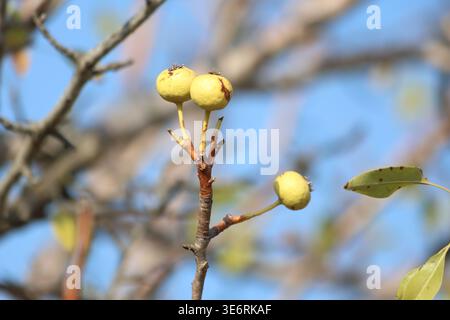 Pyrus pyraster (poire sauvage) fruit Banque D'Images