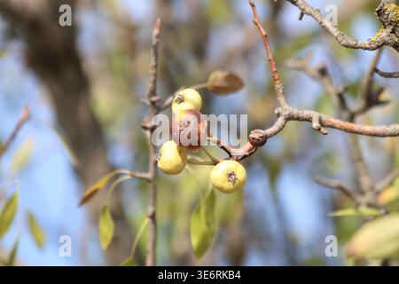 Pyrus pyraster (poire sauvage) fruit Banque D'Images