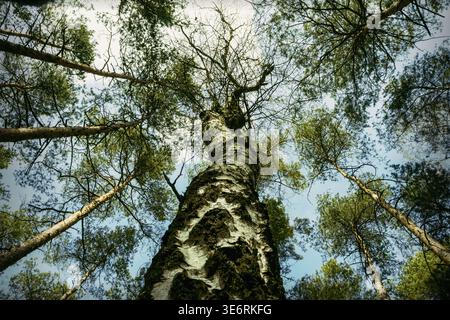 Une photographie à angle bas, regardant vers le haut (vue à œil de ver) d'un tronc de bouleau proéminent s'étendant vers le ciel, entouré par les branches atteignant Banque D'Images