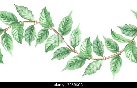 Un cadre sans couture aquarelle avec une branche de plante de café avec des feuilles vertes. Illustration botanique isolée dessinée à la main. Un motif ondulé de vert Banque D'Images