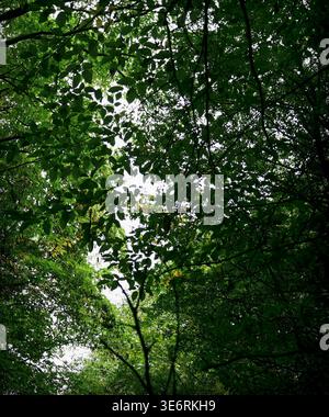 Un plan à angle bas regardant vers le haut à travers une épaisse canopée d'arbres feuillus. L'image capture les motifs complexes des feuilles et des branches Banque D'Images