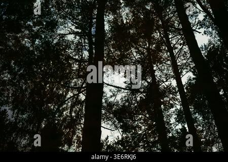 Une photographie sombre et à angle bas capturant les silhouettes denses de pins et d'arbres à feuilles caduques sur un ciel pâle et couvert Banque D'Images