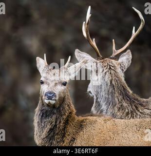 Couple de cerfs de cerfs rouges (Cervus elaphus), île de Mull, Écosse Banque D'Images