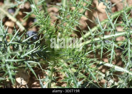 Jeune Echinops spinosissimus Turra (chardon de delos) plante dans le champ Banque D'Images
