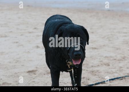 Black Labrador retriever sur une plage de sable, fourrure mouillée scintillante, marche vers la caméra avec la langue dehors et l'eau coulant de la bouche Banque D'Images