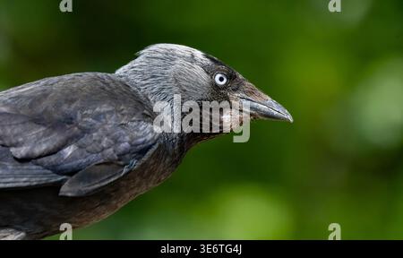 Gros plan profil latéral du maquereau eurasien (Coloeus monedula) montrant l'œil pâle et la nuque grise sur fond vert, portrait détaillé de la faune Banque D'Images
