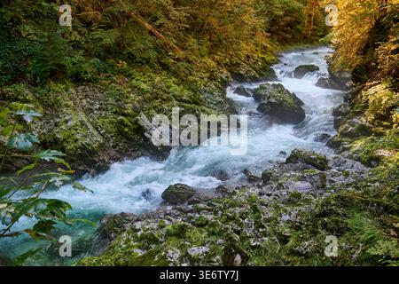 Gorge de Vintgar, Parc national du Triglav, Most Vintgar, Bled, Slovénie, Europe Banque D'Images