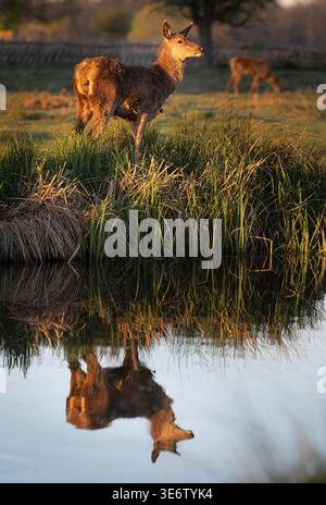 © Peter Macdiarmid. 07/04/2026. Un jeune cerf se reflète dans Leg of Mutton Pond au lever du soleil dans Bushy Park, au sud-ouest de Londres. Banque D'Images