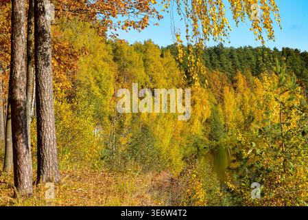 Une scène de forêt automnale sereine avec un feuillage jaune et orange vibrant, de grands arbres et une petite rivière reflétant le paysage coloré. Banque D'Images