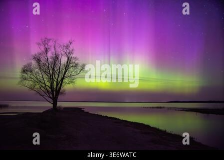 Un arbre solitaire se dresse contre des aurores boréales vibrantes en violet et vert, se reflétant sur un lac calme sous un ciel étoilé. Banque D'Images
