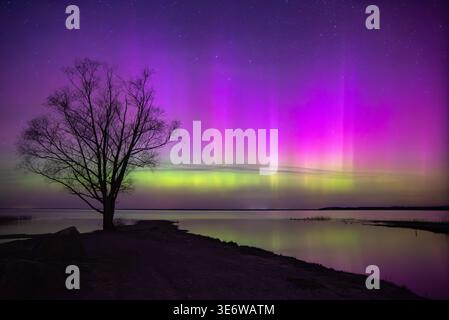 Un arbre solitaire se dresse contre des aurores boréales vibrantes en violet et vert, se reflétant sur un lac calme sous un ciel étoilé. Banque D'Images