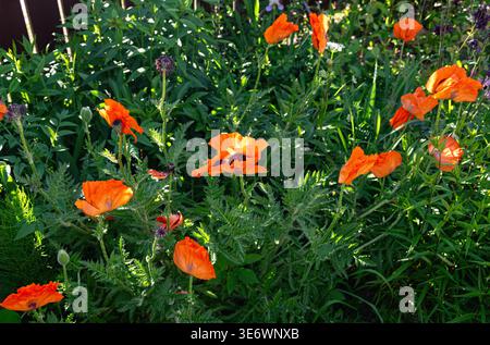 Coquelicots orange vif fleurissant dans le jardin d'été. Fleurs sauvages vibrantes poussant dans les prairies vertes. Paysage naturel avec lumière ensoleillée, environnement floral a Banque D'Images