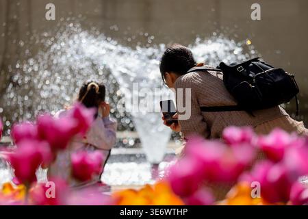 Londres. ROYAUME-UNI. 08 avril 2026. Une femme photographie dans les jardins Victoria Embankment, dans le centre de Londres, alors que le met Office prévoit des sommets de 25 °C, ce qui en fait le jour le plus chaud de l'année jusqu'à présent. Crédit : Dinendra Haria/Alamy Live News Banque D'Images