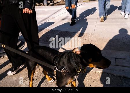 Un chien en laisse marche aux côtés de piétons sur un trottoir ensoleillé dans Little Italy à Toronto, Ontario, Canada, le 27 avril 2023. Cette image montre tous les jours Banque D'Images