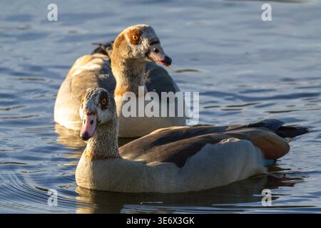 Deux oies égyptiennes nageant ensemble sur une eau calme Banque D'Images