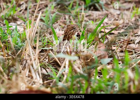 Lézard brun jetant un œil à travers la végétation. Lézard sauvage partiellement caché parmi les brins d'herbe et les feuilles tombées, capturé avec une faible profondeur de champ. Banque D'Images