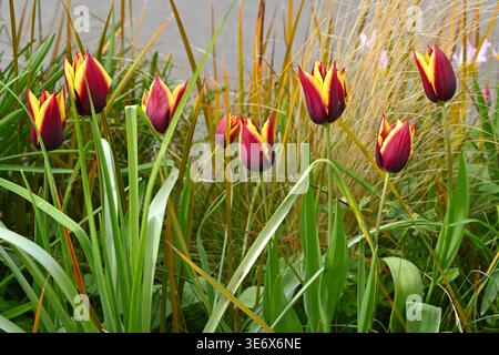 Fleurs de printemps rayées rouges et jaunes de tulipe triomphe, Tulipa 'Gavota' UK Garden April Banque D'Images