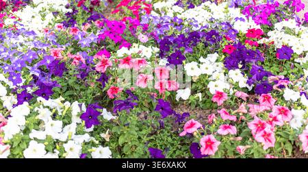 Un éventail vibrant de fleurs de pétunia dans différentes couleurs, y compris violet, rose et blanc, remplit le paysage du jardin, mettant en valeur la beauté des springti Banque D'Images