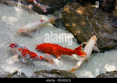 Les poissons Koi dans un étang paisible à Paraty, Brésil Banque D'Images