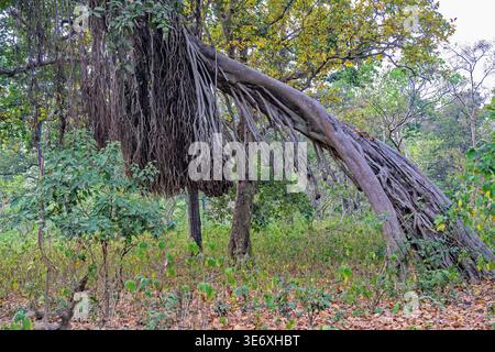 Figuier Banyan (Ficus benghalensis) avec de grandes racines aériennes. Photo de Jim Corbett NP, Uttharakhand, nord de l'Inde. Banque D'Images