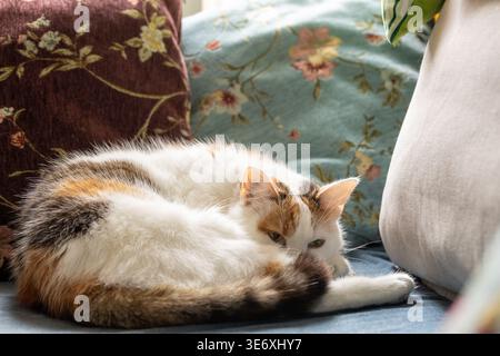 Un chat tricolore enroulé dans une boule se détend sur un canapé. Gros plan Banque D'Images