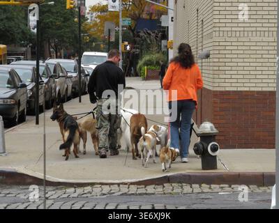 NEW YORK, États-Unis - 24 OCTOBRE 2012 promeneurs de chiens professionnels manipulant un grand groupe de races de chiens différentes sur un trottoir de la ville dans Lower Manhattan près du Banque D'Images