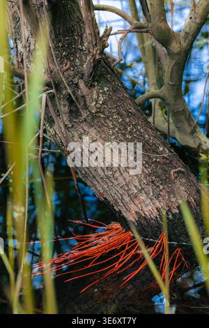 Une vue rapprochée d'un tronc d'arbre avec une écorce rugueuse et quelques branches, entouré d'eau et de verdure, avec du matériel végétal rouge à sa base Banque D'Images