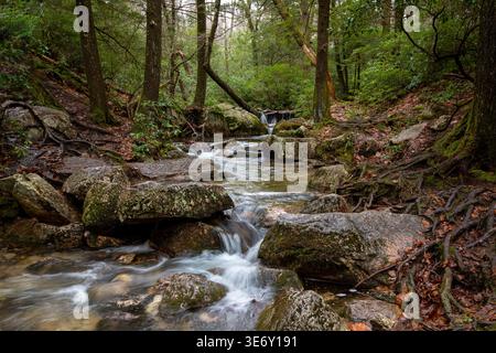 Ruisseau forestier avec de petites cascades coulant sur des roches moussues au milieu d'arbres denses et de racines exposées dans une zone boisée luxuriante du nord de l'État de New York. Banque D'Images