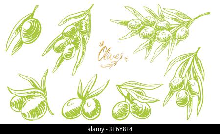 Groupe d'olives vertes isolé sur fond blanc pour l'huile ou la nourriture méditerranéenne. Illustration dessinée à la main dans le style croquis. Illustration de Vecteur