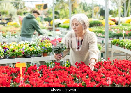 Client féminin mature choisissant cyclamen en pot dans le magasin de jardin de récipient Banque D'Images