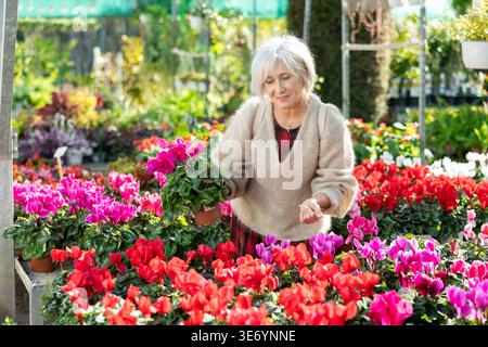 Client féminin mature choisissant cyclamen en pot dans le magasin de jardin de récipient Banque D'Images