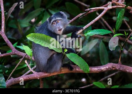 Singe bleu (Cercopithecus mitis) perché dans des branches feuillues dans le parc national du lac Manyara, Tanzanie. Banque D'Images