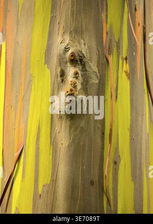 De près de l'écorce colorée et tronc de l'arbre de l'arbre d'Eucalyptus Arc-en-ciel à Keahua Arboretum à Kauai, Hawaii, USA Banque D'Images