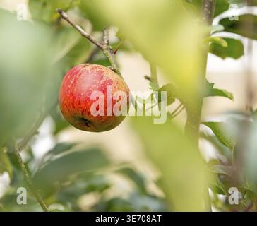 Seule pomme rouge se distingue parmi des problèmes de mise au point ou l'accent peu profond feuilles d'arbre Banque D'Images