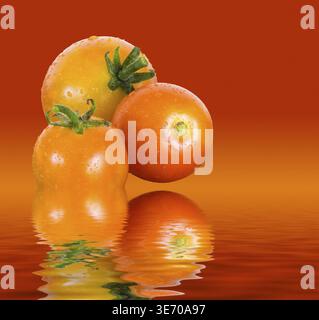 Macro gros plan de trois tomates biologiques couvertes de pluie légère ou de rosée émergeant d'une surface réfléchissante de l'eau pour iilustrer une alimentation saine Banque D'Images