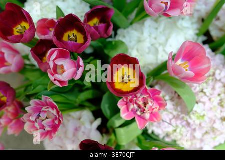Vue de haut en bas d'un arrangement floral éclatant avec des tulipes rouge foncé et rose vif mélangées à de délicates hortensias blanches. La tulipe marron ope Banque D'Images
