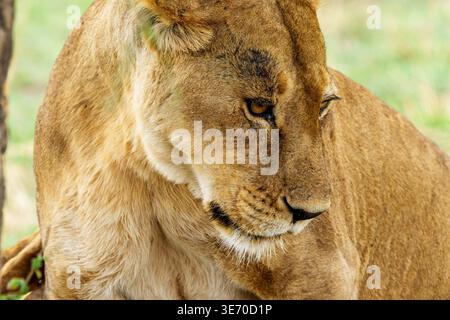 Gros plan, photo de profil latéral d'une lionne (Panthera leo) en position assise avec la tête remplissant la majeure partie du cadre tourné vers la gauche et vers le bas. L'arrière-plan est Banque D'Images
