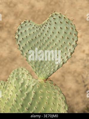 Image de Saint-Valentin de cactus de barbarie en forme de coeur dans le désert illustrant l'amour Banque D'Images