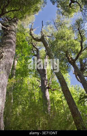Grands arbres forestiers vus d'en bas dans Un parc chilien avec Blue Sky Banque D'Images