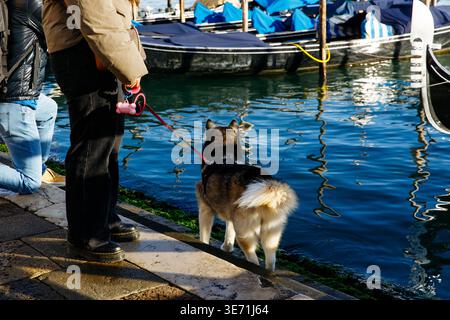 Venise, Italie - 05 décembre 2025 : propriétaire de chien se tient au bord de l'eau avec un Husky sibérien, profitant d'une journée ensoleillée près d'un canal avec des bateaux en arrière-plan Banque D'Images