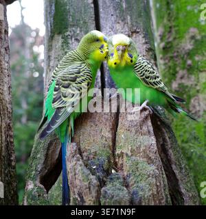 Deux budgerigars (Melopsittacus undulatus), mâle et femelle, avec un plumage vert et jaune vif et des marques noires, sont assis étroitement ensemble sur un arbre s. Banque D'Images