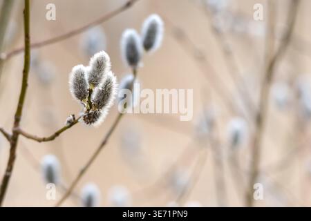 La nature se réveille au printemps. Brindilles de saule en fleurs et chatons de saule à fourrure, appelés « phoques » ou « chats ». Dimanche des palmiers. Banque D'Images