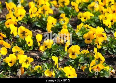 Des pansies jaunes vives fleurissent dans un parc ensoleillé, mettant en valeur le jardinage urbain durable. Banque D'Images