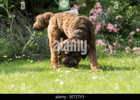 Cockapoo dans le jardin ensoleillé Banque D'Images
