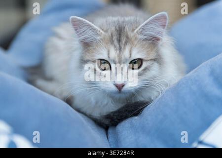 Jeune chat sibérien sur son nouveau coussin pour chat Banque D'Images
