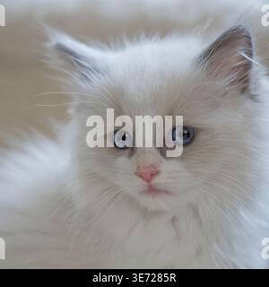 Portrait d'un chaton Ragdoll Banque D'Images